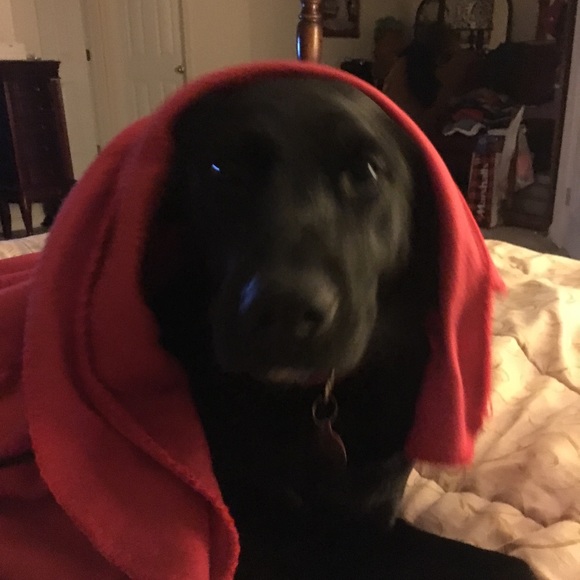 Meet your Posher, Lynda - We are Pet friendly - Picture 4 of 7